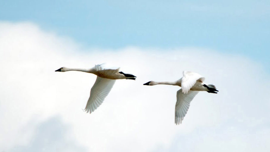 Two swans flying through the air....