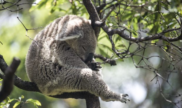 STOCK PHOTO - A sleeping koala.

Enrico Carcasci | Unsplash...