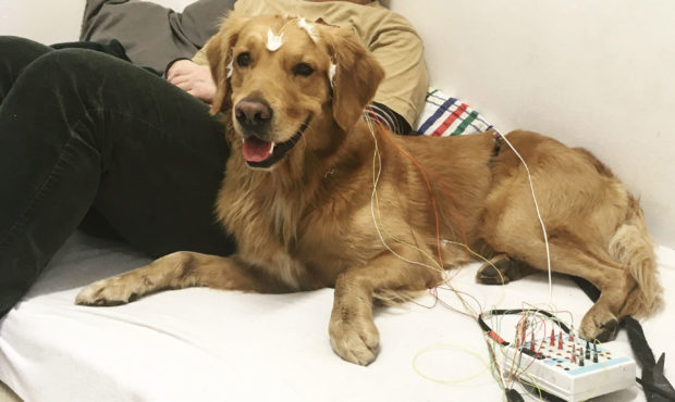 Researchers at Eötvös Loránd University in Budapest measured the brain activity of family dogs u...