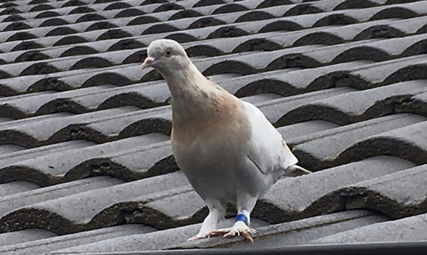 FILE - In this Jan. 12, 2021, file photo released by Kevin Celli-Bird, a pigeon with a blue leg ban...