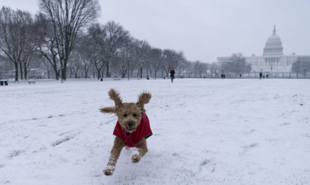 "Rosie" runs in the snow on the National Mall in front of the U.S. Capitol, Sunday, Jan. 31, 2021, ...