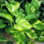 Taun Beddes explains how to care for Pothos on KSL Greenhouse