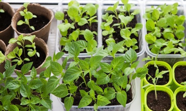 when to start seeds indoors...
