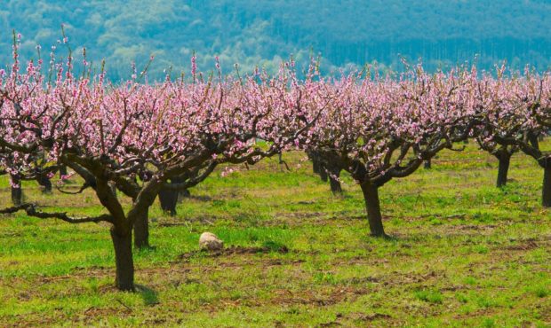 How to produce quality fruit in orchards...