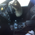 This photo released by Nadia Tugwell, shows a koala inside Tugwell's car in Adelaide, Australia on Monday, Feb. 8, 2021. The koala has been rescued after causing a five-car pileup while trying to cross a six-lane freeway in southern Australia. (Nadia Tugwell via AP)