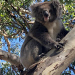This photo released by Nadia Tugwell, shows a koala on eucalyptus tree after being released from a free-way in Adelaide, Australia on Monday, Feb. 8, 2021. The koala has been rescued after causing a five-car pileup while trying to cross a six-lane freeway in southern Australia. (Nadia Tugwell via AP)