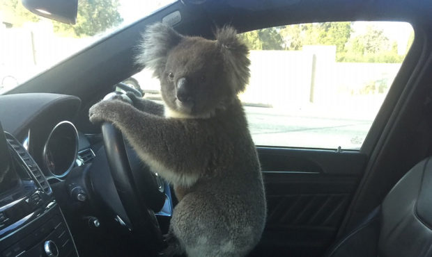 This photo released by Nadia Tugwell, shows a koala inside Tugwell's car in Adelaide, Australia on ...