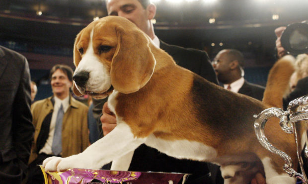 FILE - In this Feb. 12, 2008, file photo, Uno, a 15-inch beagle, poses with his trophy after winnin...