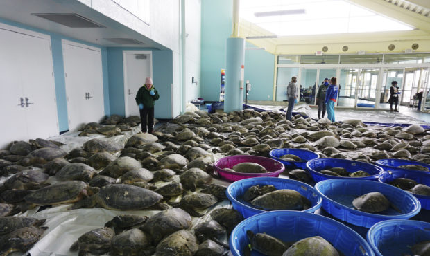 Thousands of Atlantic green sea turtles and Kemp's ridley sea turtles suffering from cold stun are ...