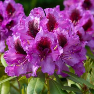 Best Plants for Valentine's Day