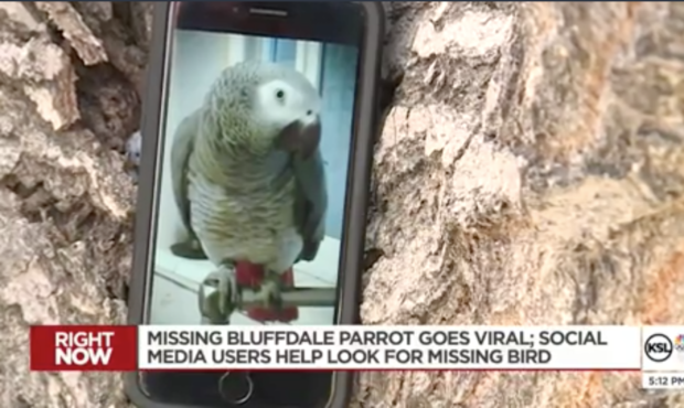 African Grey parrot Echo missing Bluffdale...