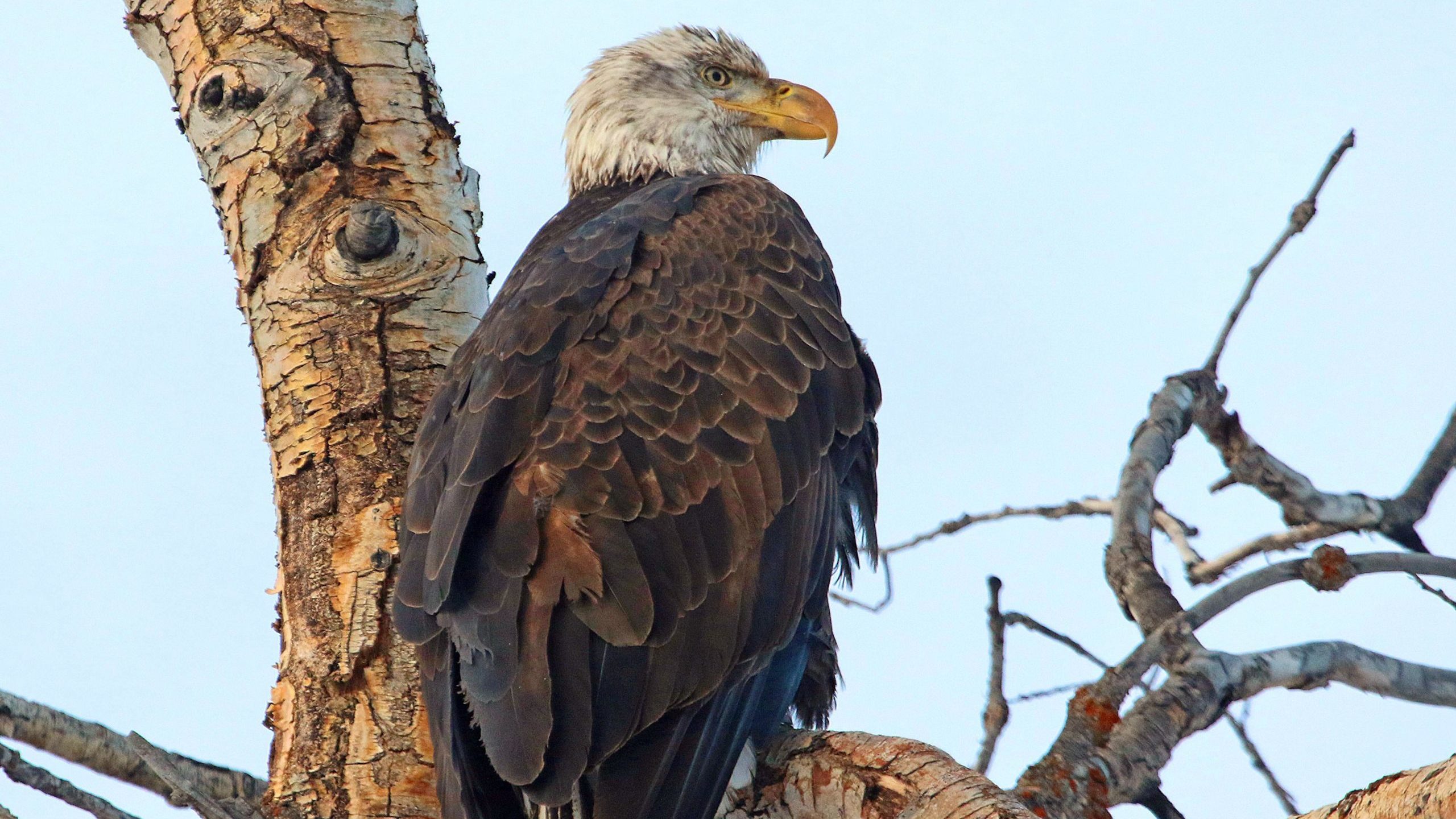 bird flu utah bald eagles at farmington bay...