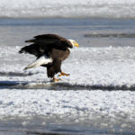As bald eagles make their way to Utah, the Utah Division of Wildlife Resources has four events for you to see and learn more about the bird. Photo: Division of Wildlife Resources