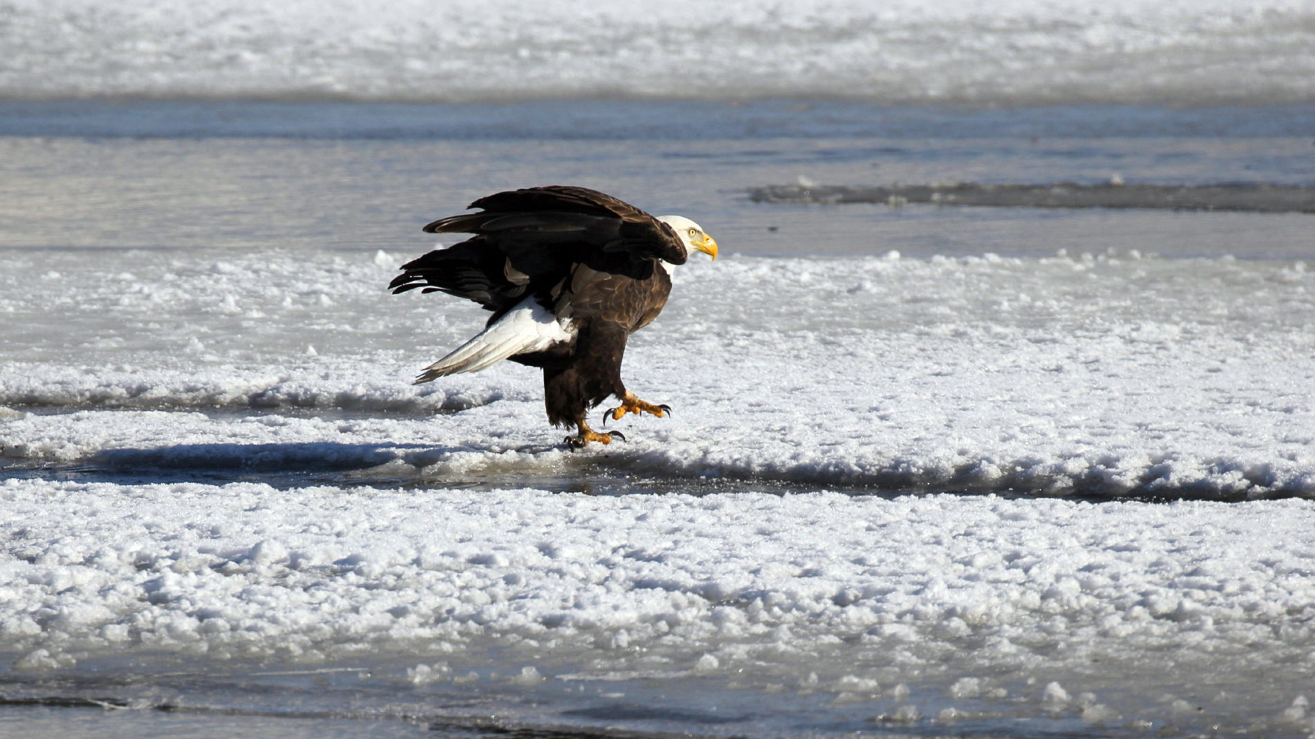 As bald eagles make their way to Utah, the Utah Division of Wildlife Resources has four events for ...