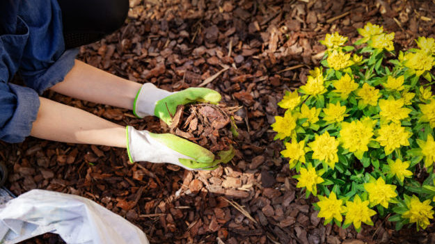 Are you using mulch in your garden? If not, it's something you might want to consider. (Adobe Stock...