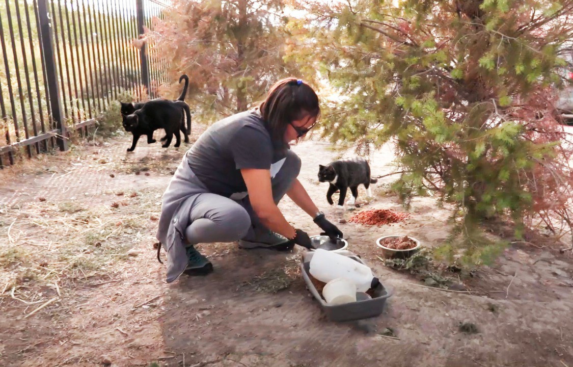 Smart traps and feral cats: Cities amp up their pest control - Govlaunch  Stories