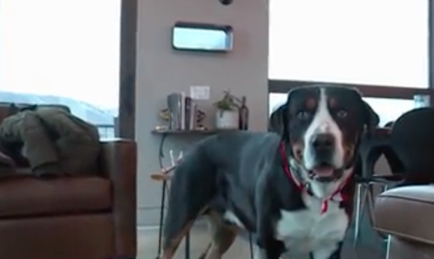 dog survives collision with skier...