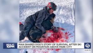 dog injured by skier