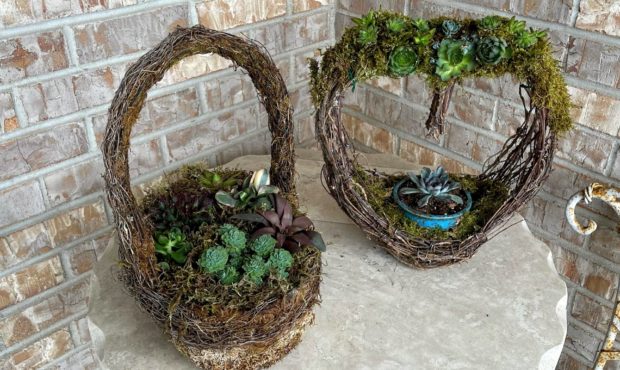 How to create succulent baskets for Spring...