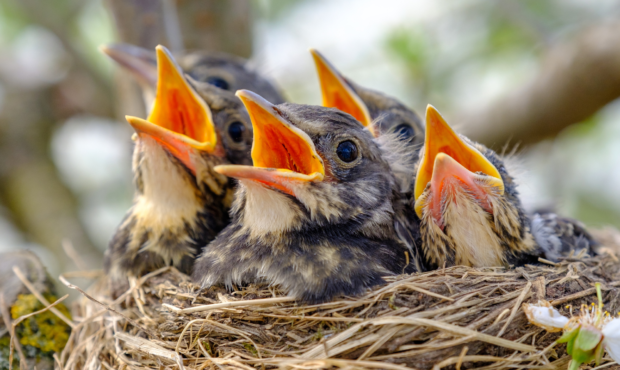 Here's what to do if you find a baby bird on the ground: If the bird is small and featherless, it's...