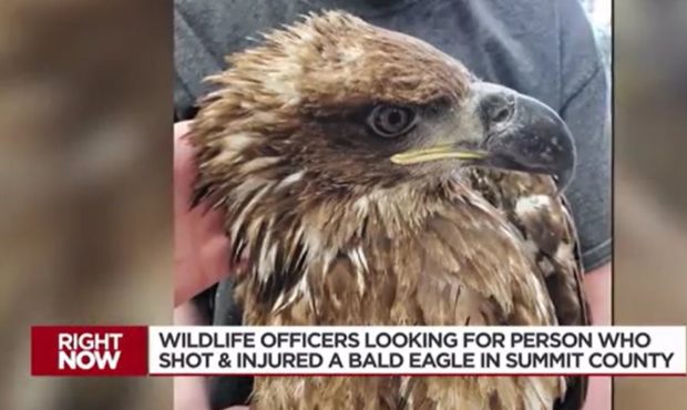 bald eagle shot summit county...