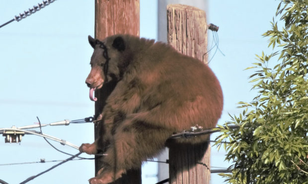 A bear is perched at the top of a utility pole Sunday, May 9, 2021, in Douglas, Ariz. Authorities s...