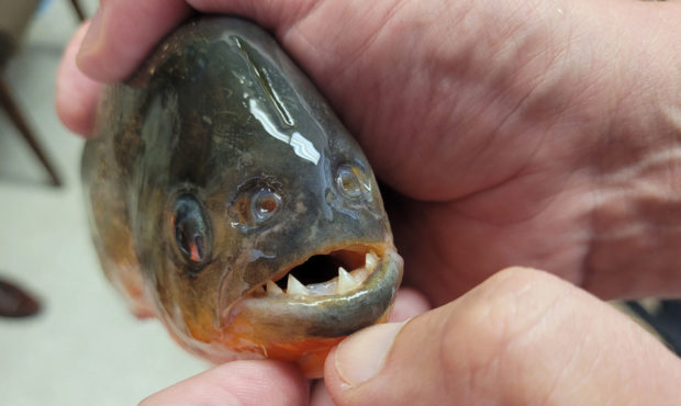 The piranha found in University Lakes. Photo credit: Louisiana Department of Wildlife and Fisheries...
