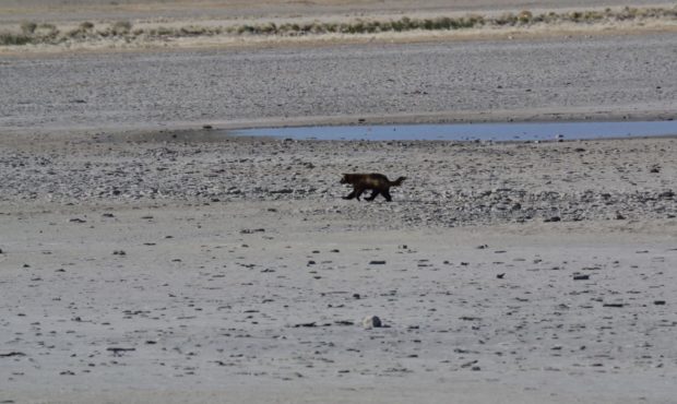 wolverine confirmed on antelope island...