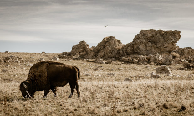 A bison grazes at Antelope Island State Park, March 3, 2021 

(Photo: Colby Walker)...