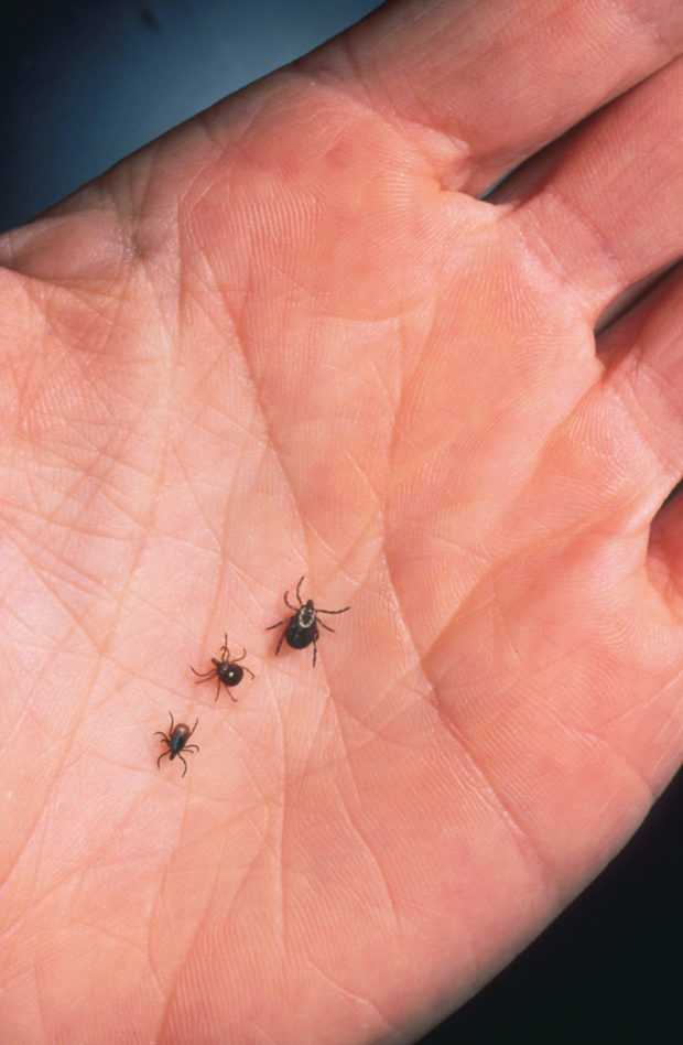 Is Utah seeing an uptick in ticks within wildlife and landscape?