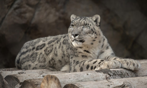 snow leopard COVID-19...
