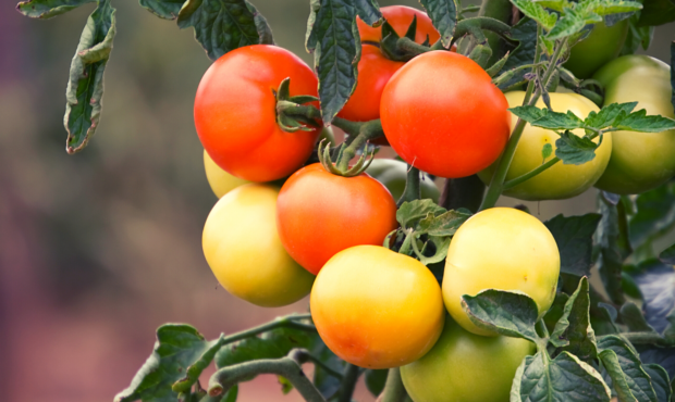 Tomatoes in high temperatures...