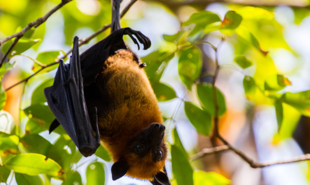 how to deal with bats in your house - bat roosting in a tree...