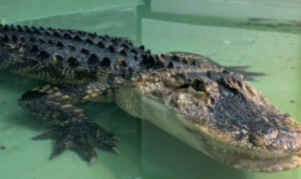 Utah Alligator...
