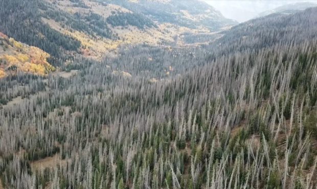 (An aerial photo of Black Canyon in the Manti-La Sal National Forest shows dead spruce in 2019.  Ph...