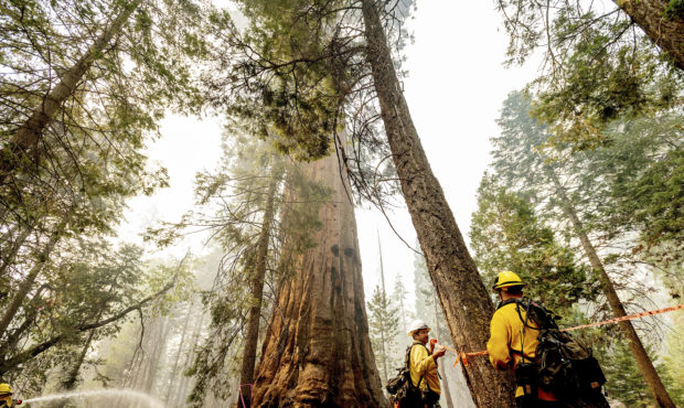 Line safety director Joe Labak marks a falling branch hazard in the Trail of 100 Giants of Sequoia ...