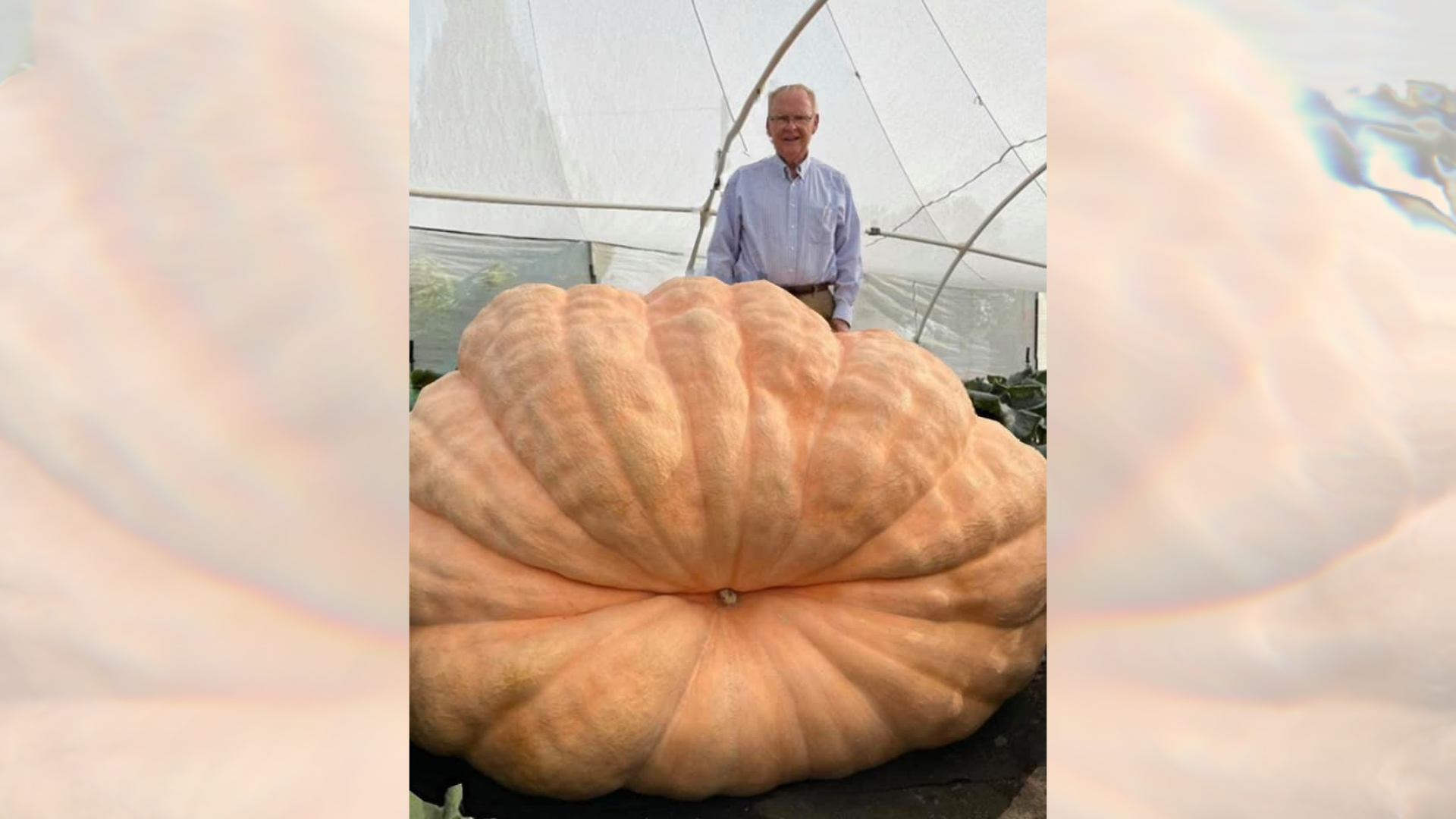 gigantic pumpkin...