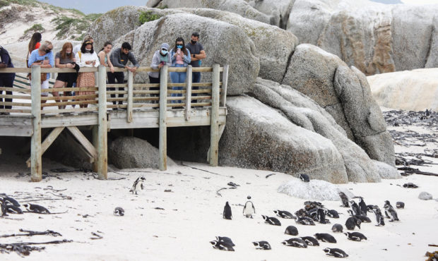 CAPE TOWN, April 25, 2021 -- Visitors look at African penguins at Boulders Penguin Colony, Simon's ...