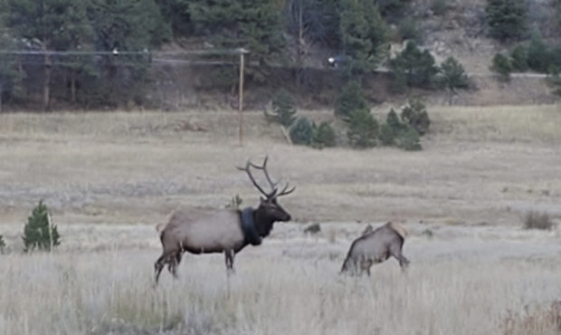 This undated photo provided by Colorado Parks and Wildlife shows an elusive elk that has been wande...