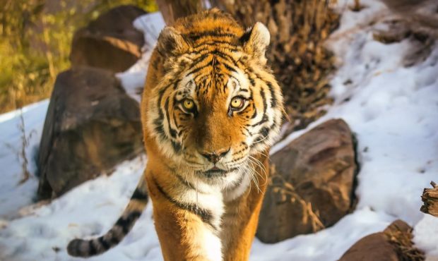Cila, an 18 1/2 year old Amur Tiger who resided at Utah's Hogle Zoo, died on Wednesday. She had bee...