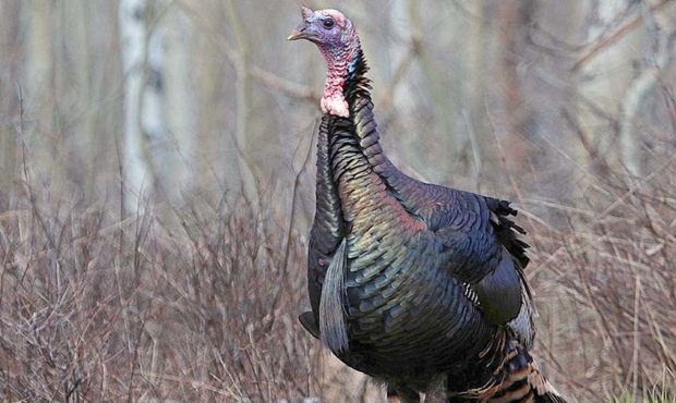 A spring limited-entry turkey hunt will be held next April, according to the DWR. The DWR will begi...