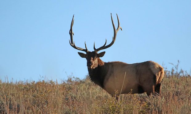 FILE: Singular bull elk peers in the direction of the camera Photo: Department of Wildlife Services...