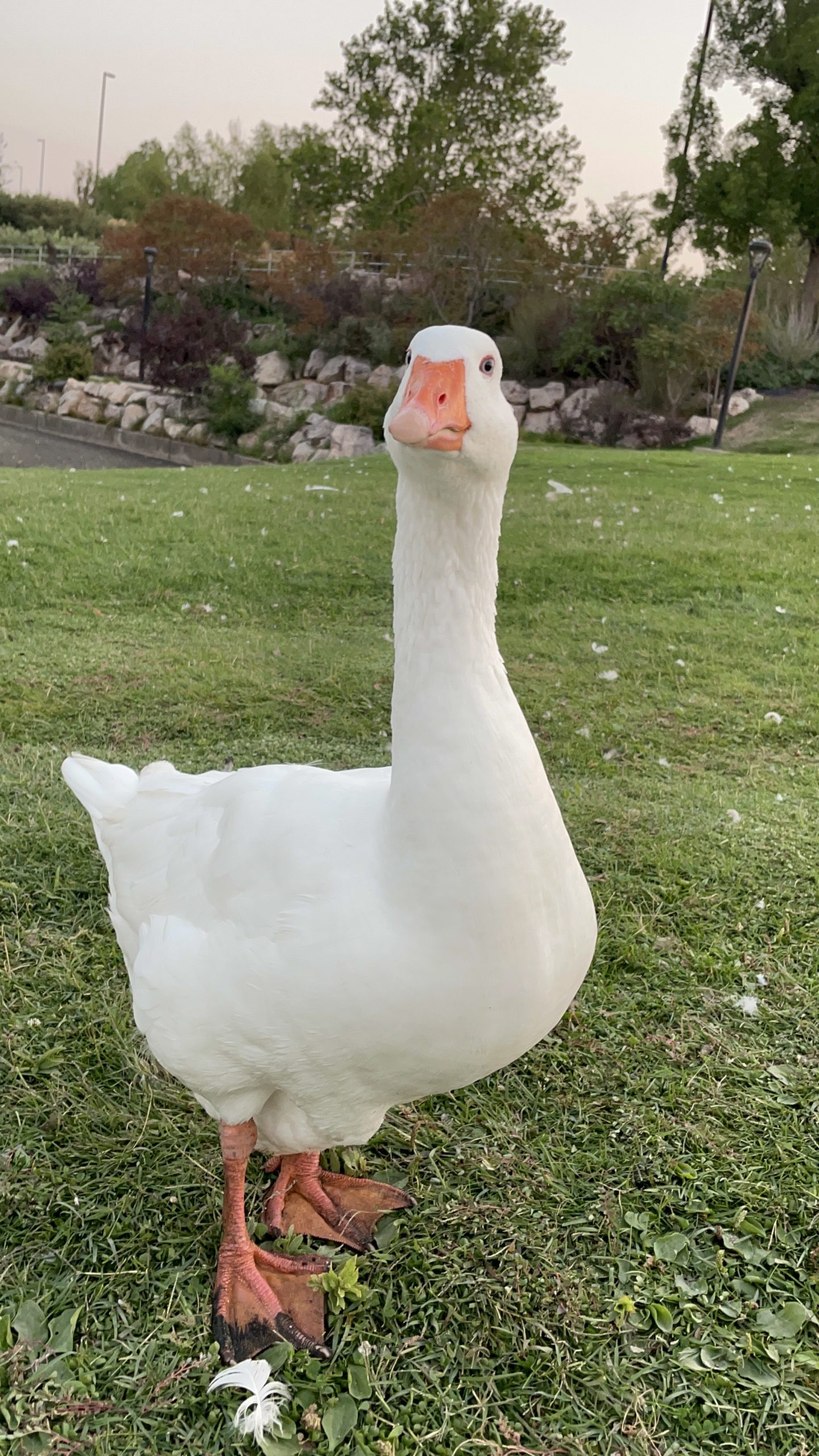 Goose-rescued-by-Wasatch-Domestic-Waterf