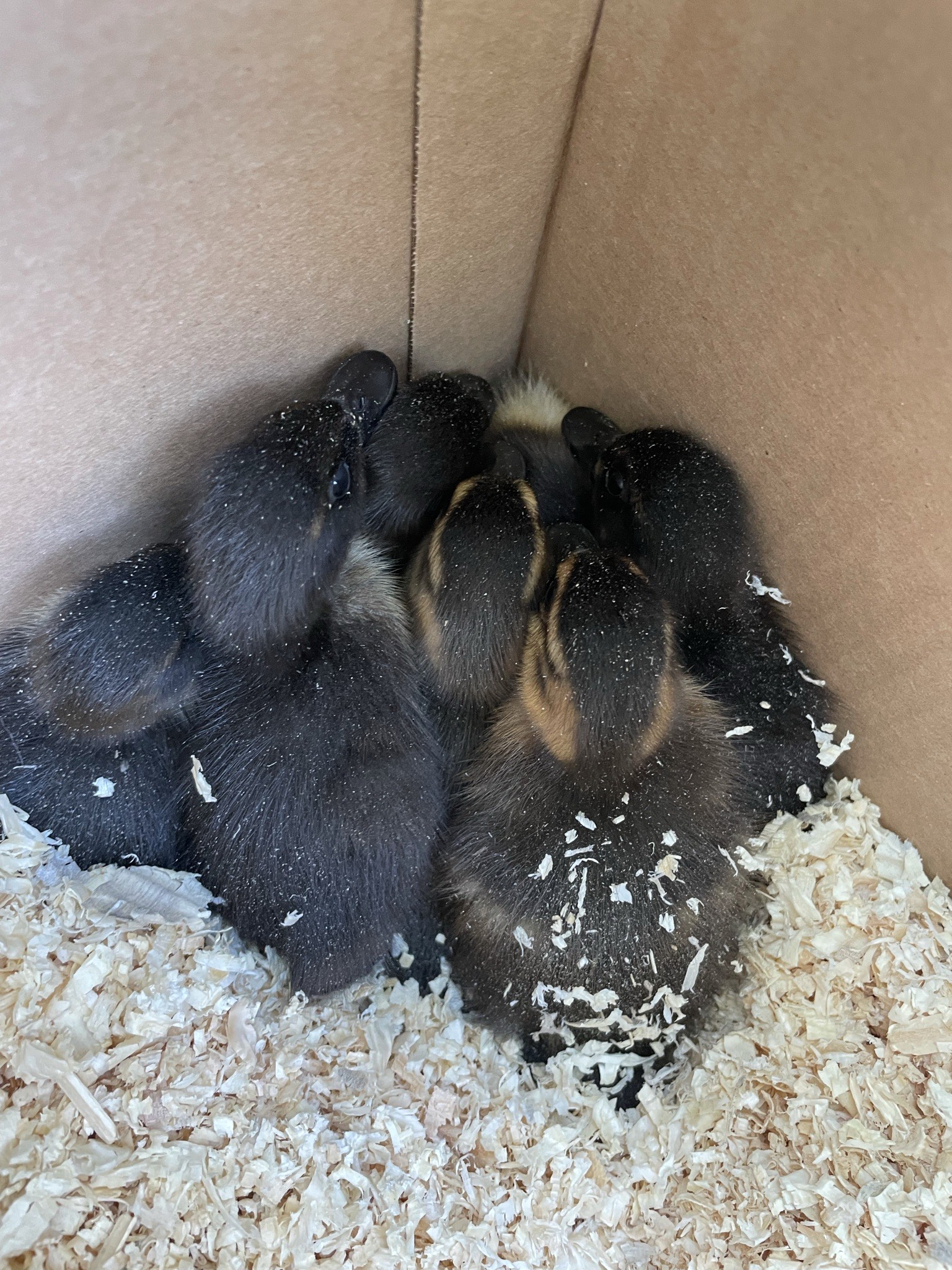 Goslings-rescued-from-Weber-State-Univer