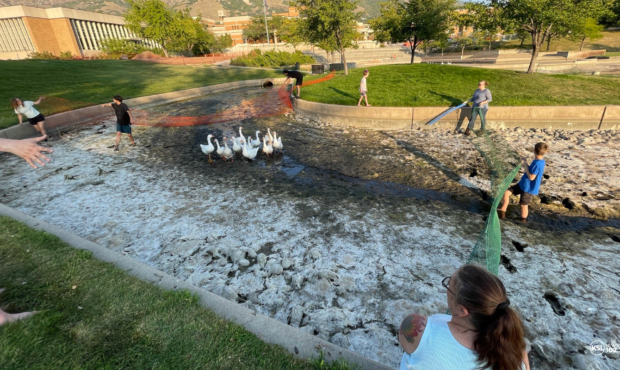 geese and ducks rescued at WSU...