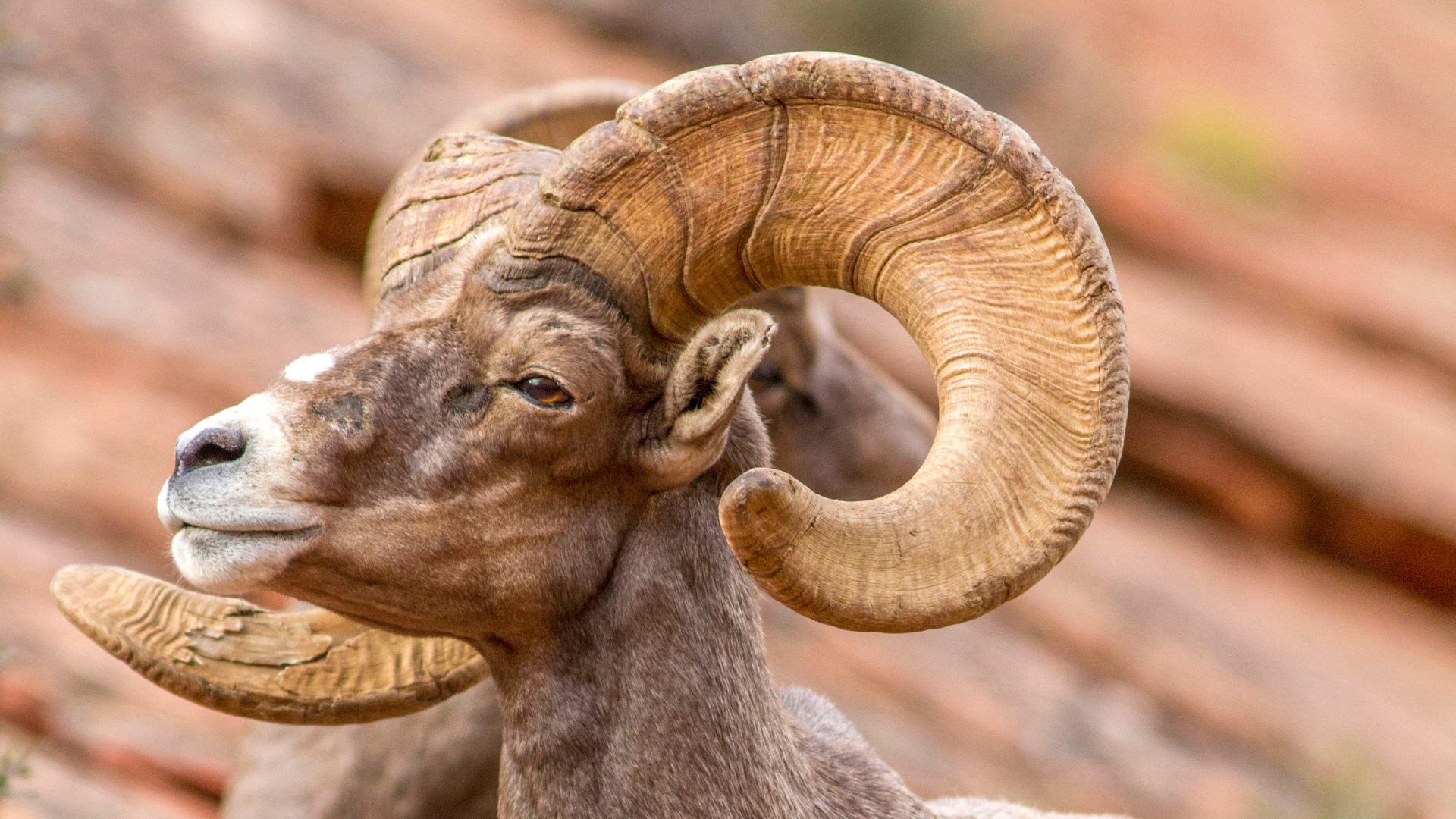 Desert Bighorn sheep are getting a nursery in Utah