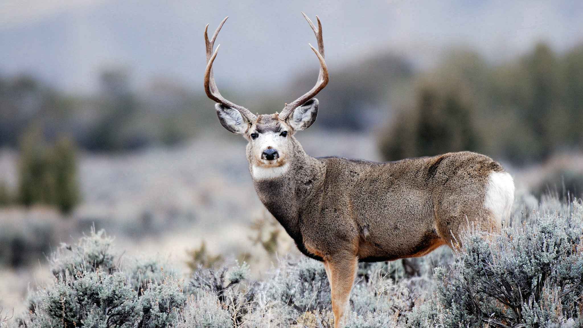 buck deer shown --SALT LAKE CITY -- From Saturday until Oct. 29, Utah hunters with the necessary pe...