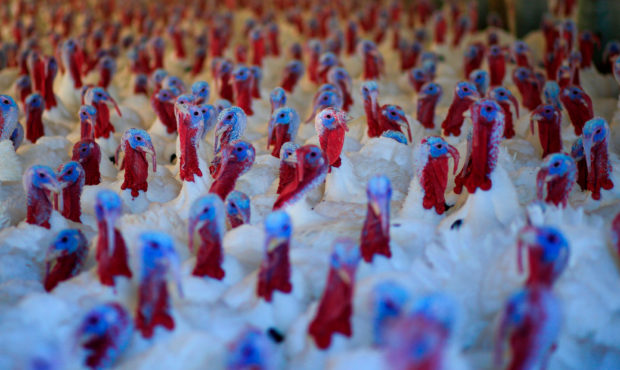 Turkeys are seen at a farm in Orefield, Pennsylvania, on November 20, 2020, ahead of the Thanksgivi...