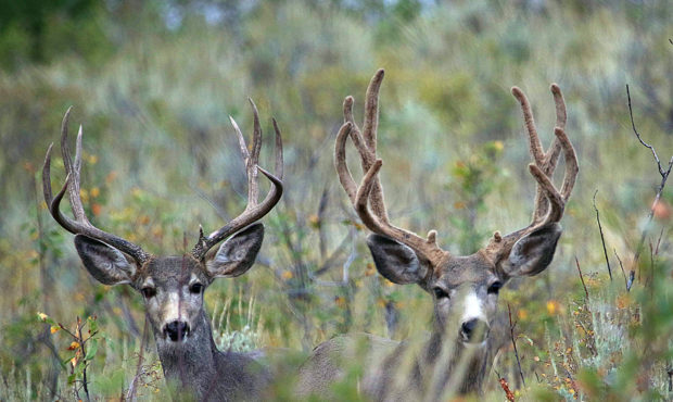 Two buck deer gaze in the direction of the camera Photo: Department of Wildlife Services...