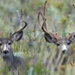 DWR implements emergency state-wide restrictions on shed antler hunting